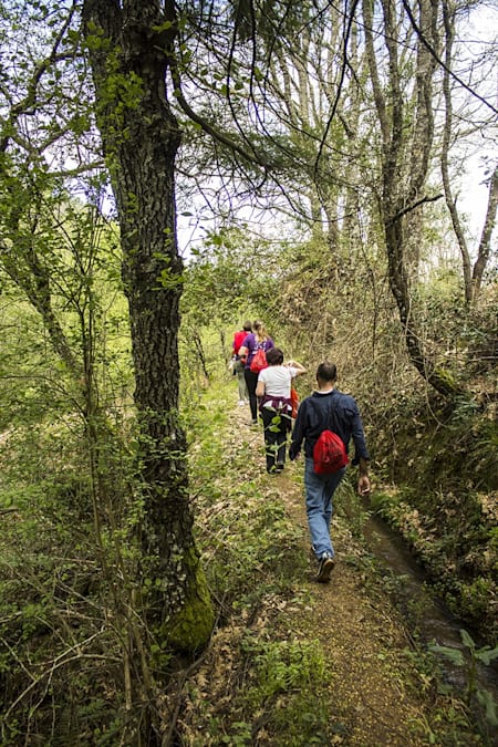 Os bosques de soutos e carvalhos são uma constante da Rota dos Castanheiros.