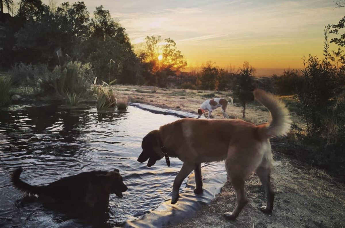 Cães são outros habitantes naturais da quinta.