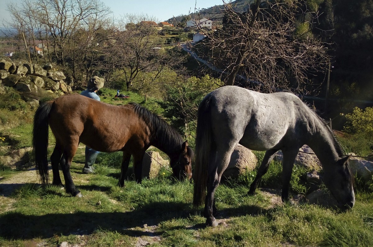 Os dois residentes mais recentes da quinta Fragas do Lobo, o Trovão e o Bóreas.