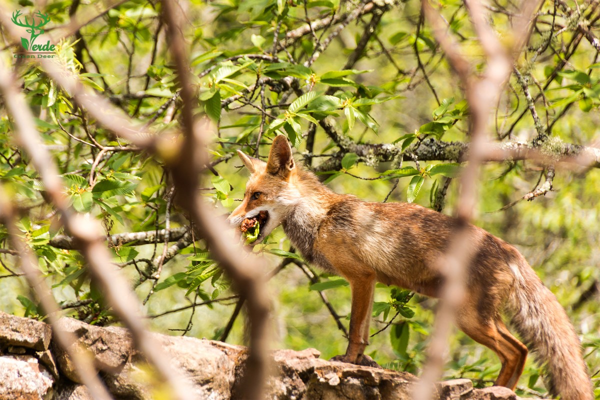 A raposa é outro animal que costuma aparecer nos passeios pelas florestas da Serra da Lousã. Foto: Veado Verde.