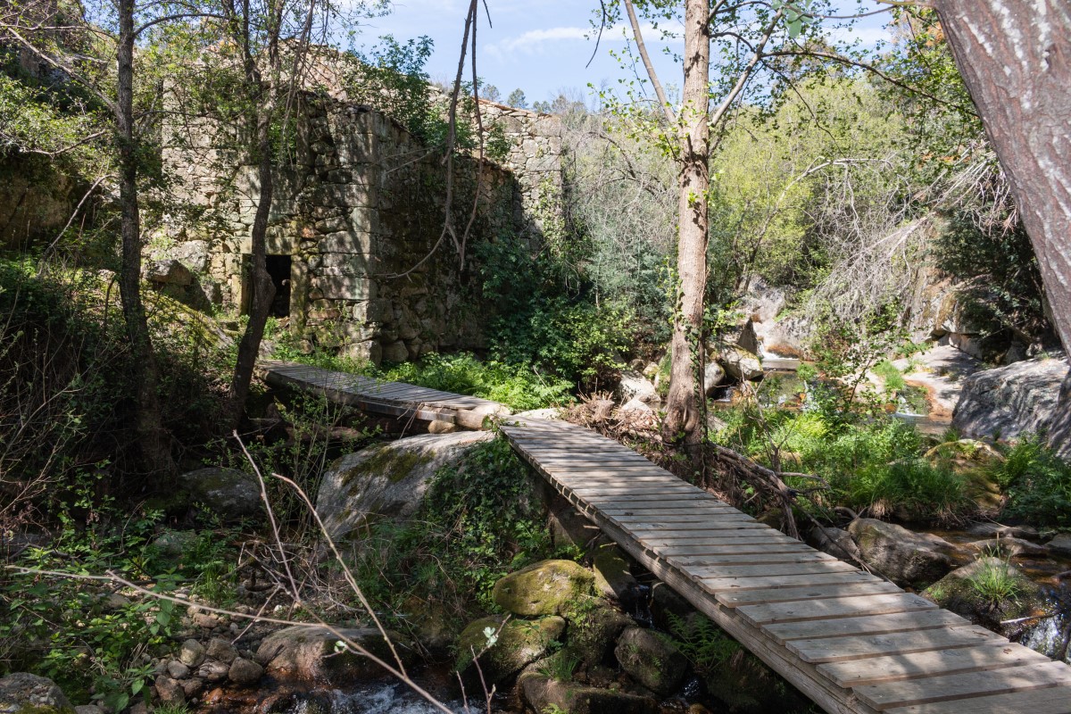 Passadiço de madeira entre bosques de carvalhos e ruínas de granito