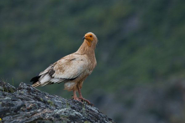 Britango ou Abrutre do Egipto, na Reserva da Faia Brava.