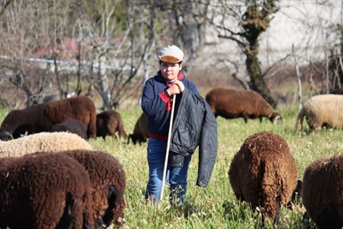 João, 11 anos, no meio do rebanho de ovelhas bordaleiras e mouchas