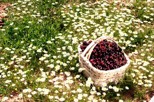 Cerejas da Gardunha