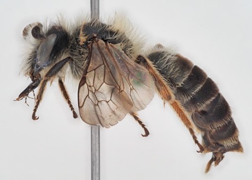 Andrena lusitania, abelha.