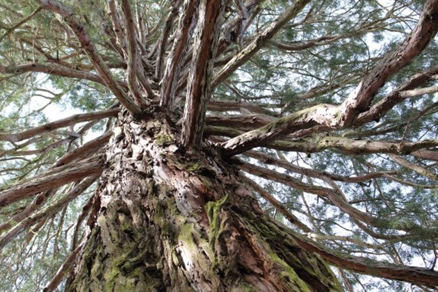 Sequoia monumental, Sabugal.
