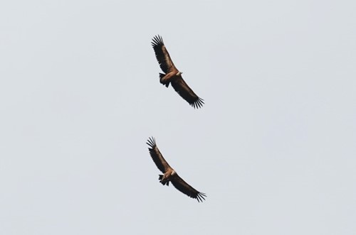 Grifos a voar nos céus do Vale do Tejo, Geopark Naturtejo.