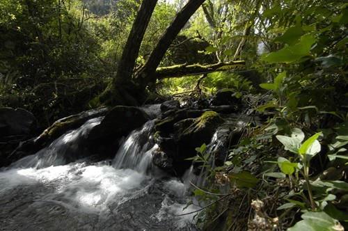 Bosque na Serra da Lousa