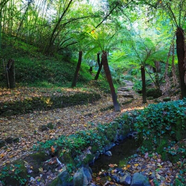 Jardim dos fetos na Mata Nacional do Bussaco