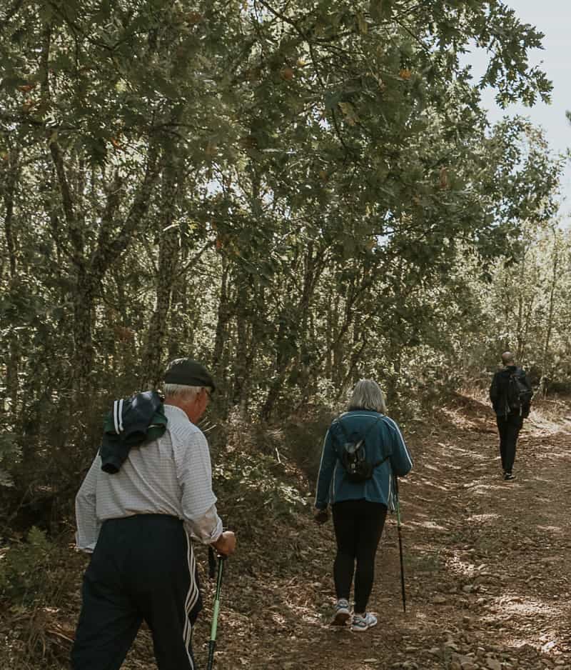 Pessoas a caminhar numa floresta de carvalhos