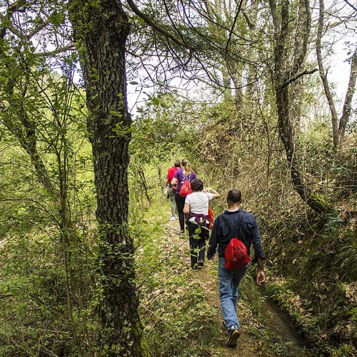 Grupo de pessoas a caminhar na floresta da rota dos castanheiros