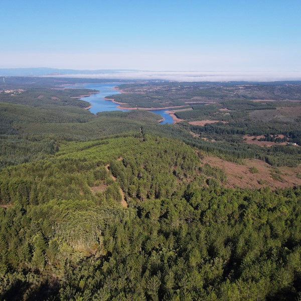 paisagem florestal com rio no horizonte