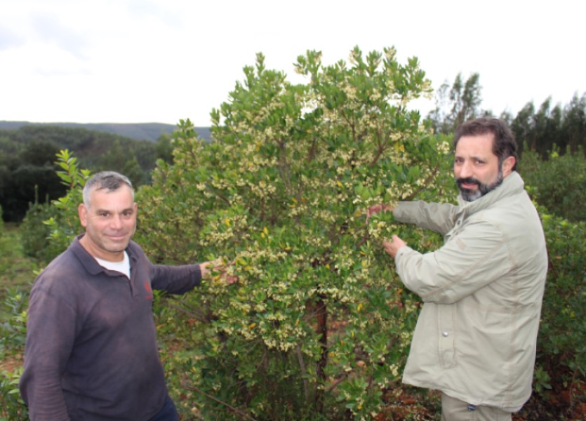 dois homens a observar um medronheiro em flor