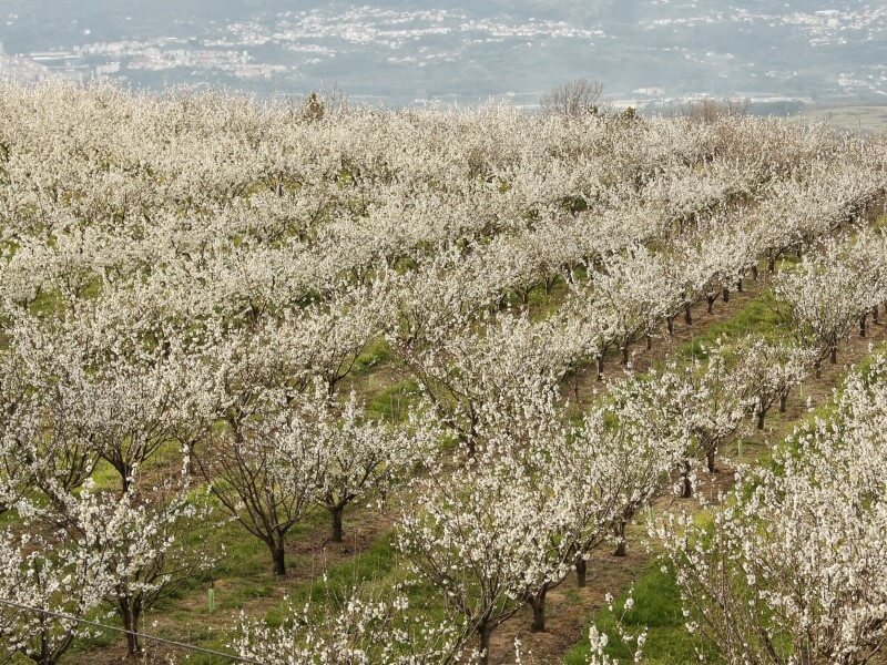 pomar de cerejeiras em flor