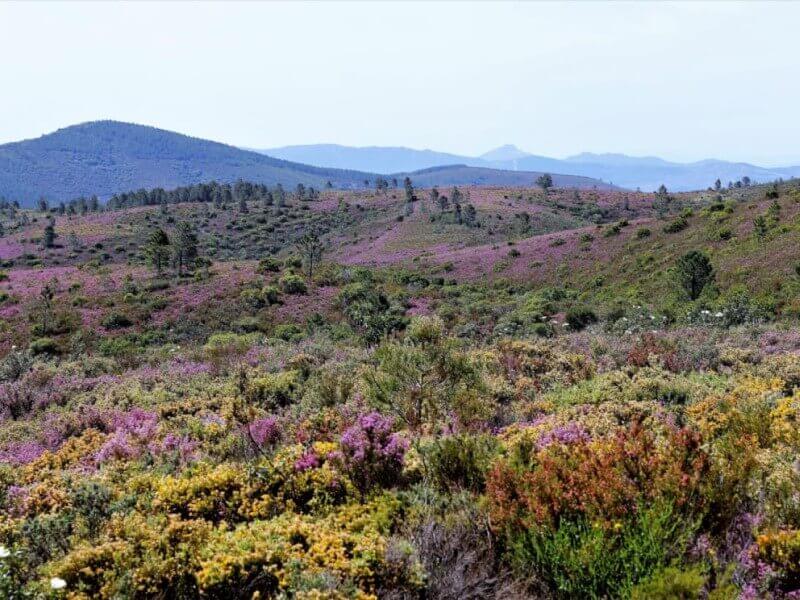 paisagem da serra da malcata coberta de flores silvestres