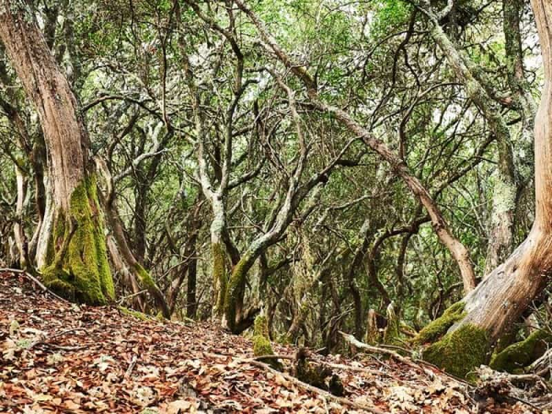 floresta de carvalhos