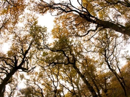 bosque de carvalhos