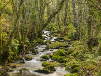 ribeira com água a correr num bosque de carvalhos