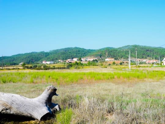 troco de árvore caída num prado com uma aldeia no horizonte