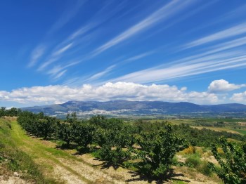pomar de cerejeiras com vista para a serra da estrela