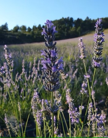 campo de lavandas em flor