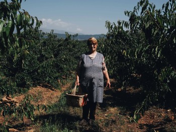 mulher com cesta na mão num pomar de cerejas
