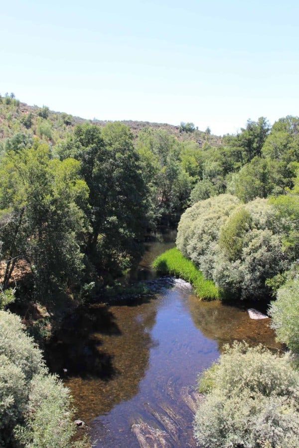 rio côa a correr entre galerias ripícolas