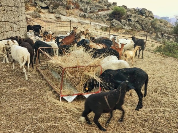 cabras a comer palha na serra da gardunha